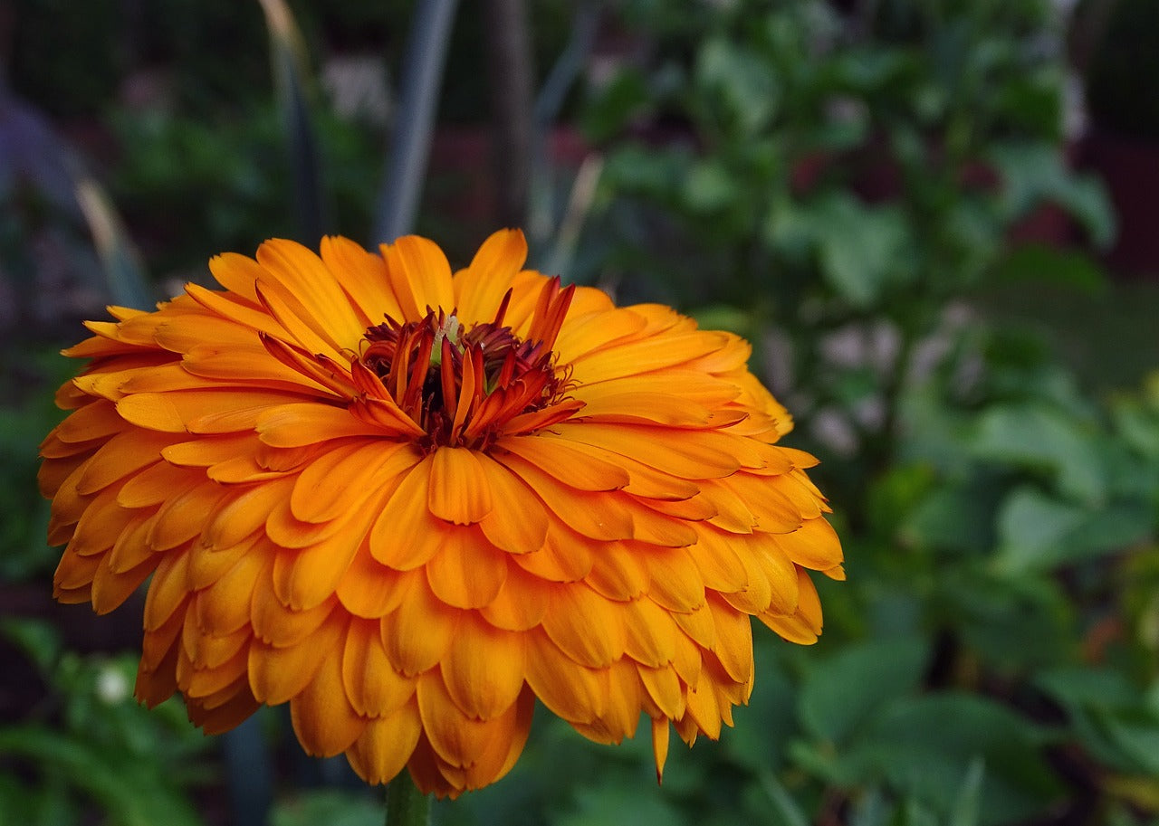 Unveiling the Power of Marigold Blossom in SUYA: For Her Pheromone Oil